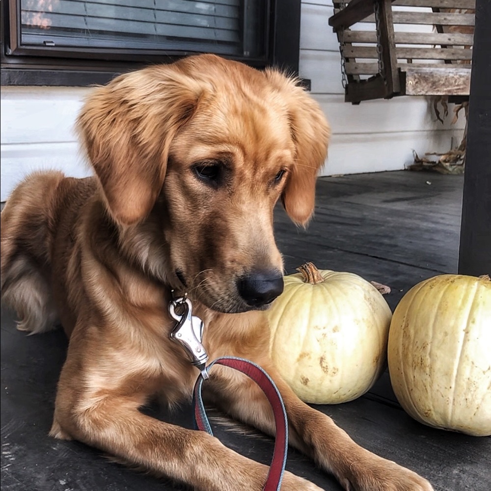 Meet your Posher, Britney